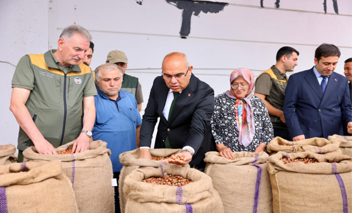 TMO Giresun'da Sezonun İlk Fındık Alımını Yaptı